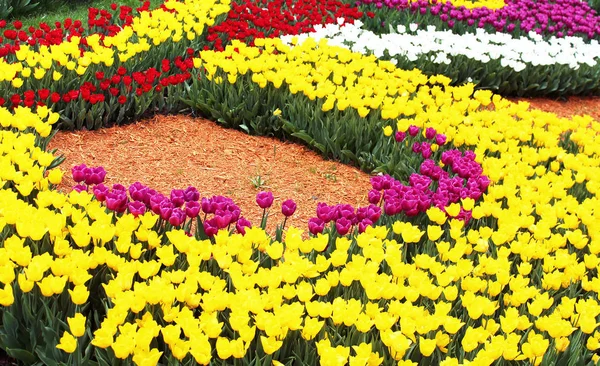 Tulipani colorati nel giardino primaverile — Foto Stock