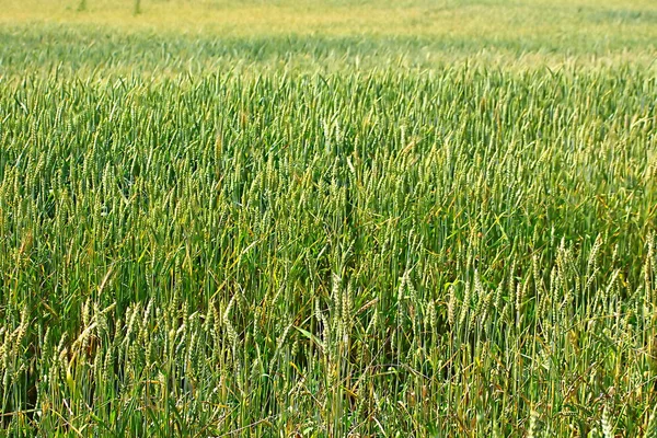 Groene tarweveld in de zomer — Stockfoto