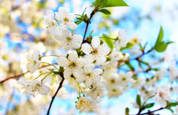 Kirschblüten blühen im Frühling — Stockfoto