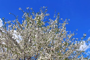 İlkbaharda açan kiraz çiçekleri