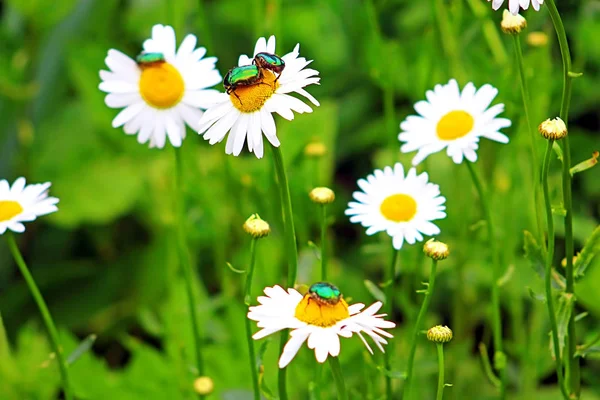 Bugs (Cetonia aurata) em camomila no jardim — Fotografia de Stock