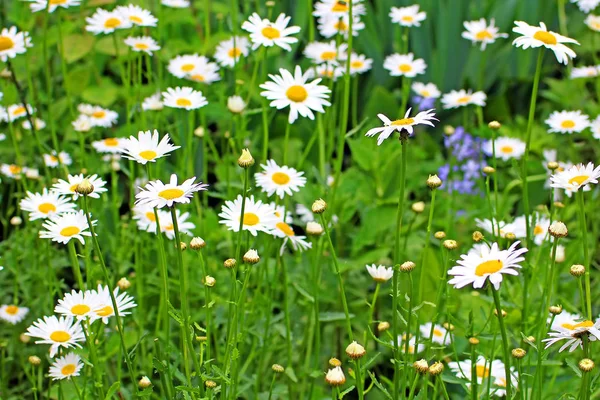 Daisy pole v letním období — Stock fotografie