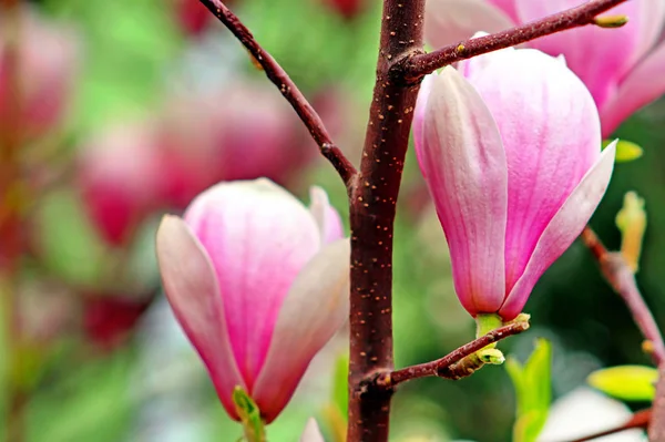 Magnoliaboom blossomin de lentetuin — Stockfoto