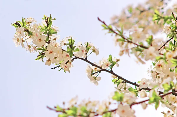 İlkbaharda açan kiraz çiçekleri — Stok fotoğraf