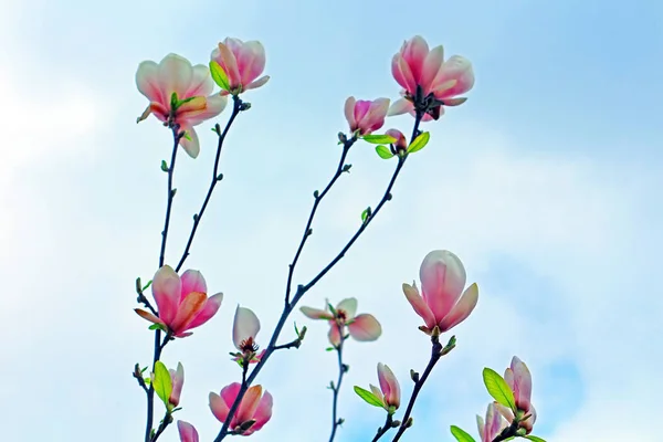 L'arbre Magnolia fleurit. Effet tonifiant photo appliqué — Photo