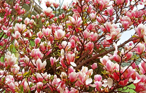 Květ magnolie strom v jarní zahradě — Stock fotografie