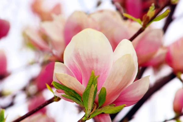 Magnolia boom bloeien in de lentetuin — Stockfoto