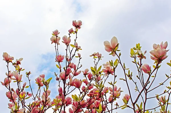 Magnolia arbre fleurir dans le jardin de printemps — Photo