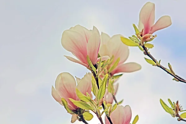 Flor de árvore de magnólia. efeito de tonificação foto aplicada — Fotografia de Stock