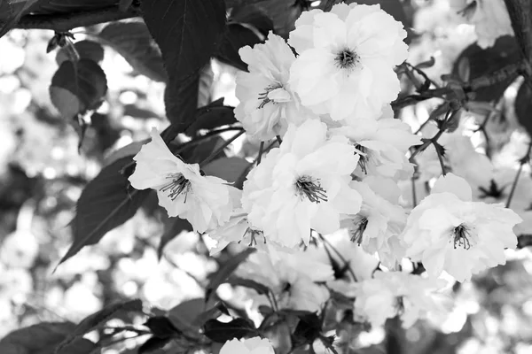 Sakura. Κεράσι ανθίσει την άνοιξη. Όμορφα άσπρα λουλούδια. Ασπρόμαυρο φίλτρο — Φωτογραφία Αρχείου