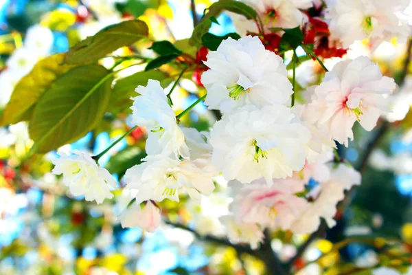 Sakura. Bahar kiraz çiçeği. Güzel beyaz çiçekler — Stok fotoğraf