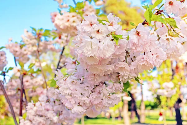 Sakura. Bahar kiraz çiçeği. Güzel narin çiçekler — Stok fotoğraf