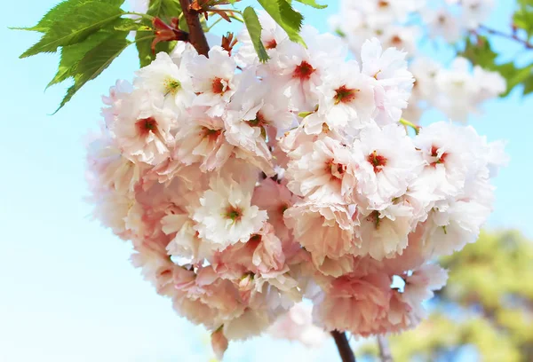 Sakura. Cherry Blossom en primavera. Hermosas flores delicadas — Foto de Stock