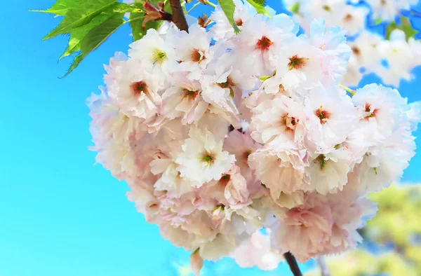 Sakura. Cherry Blossom en primavera. Hermosas flores delicadas — Foto de Stock