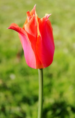 Orange tulip bahar bahçe
