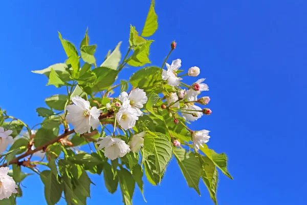 Sakura. Cherry Blossom in Springtime. Beautiful White Flowers — Stock Photo, Image