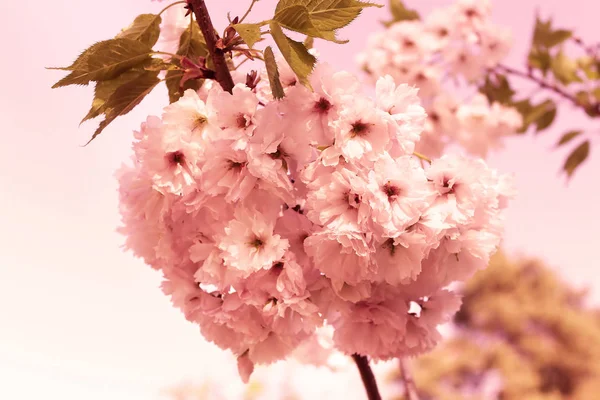 Sakura. Bahar kiraz çiçeği. Narin çiçekler çok güzel. Pembe filtre — Stok fotoğraf