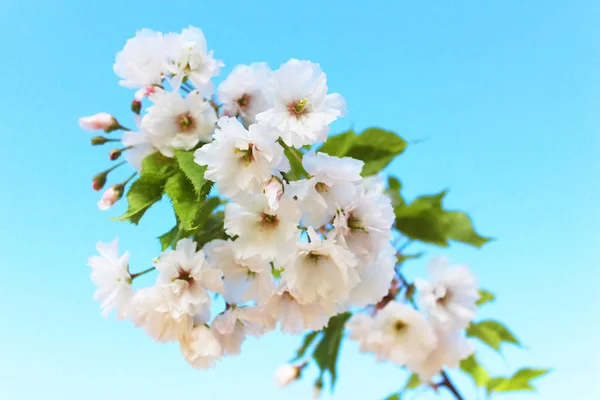 さくら。春には桜の名所。美しい白い花 — ストック写真