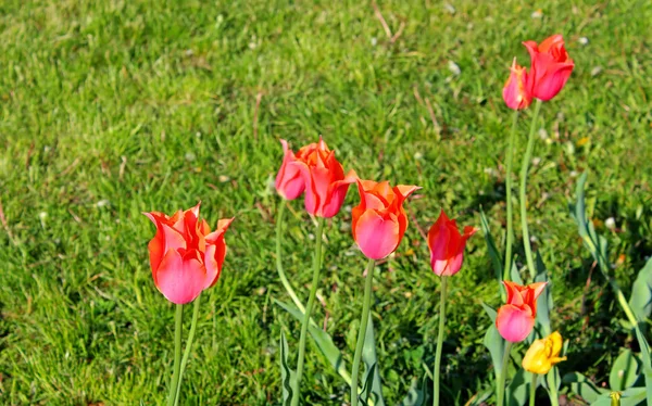 Schöne Tulpen im Frühlingsgarten — Stockfoto