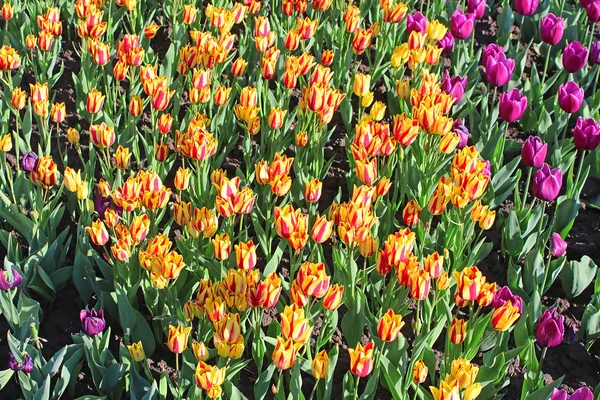 Beautiful tulips in the spring garden — Stock Photo, Image