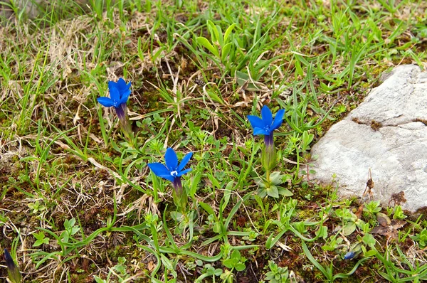 용 담 (gentiana clusii), 트럼펫 매우 짧은 줄기와 큰 상에 모양의 꽃 봄, 첫 번째 꽃의 하나. 유럽 알프스, 피레네, Carpathians, 그들의 작은 언덕에서. — 스톡 사진