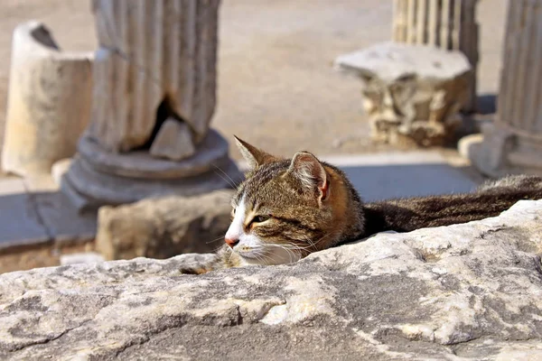 Kucing di reruntuhan Ephesus. Kota Yunani kuno di pantai Ionia dekat Selcuk. Provinsi Izmir. Turki. Asia Minor — Stok Foto