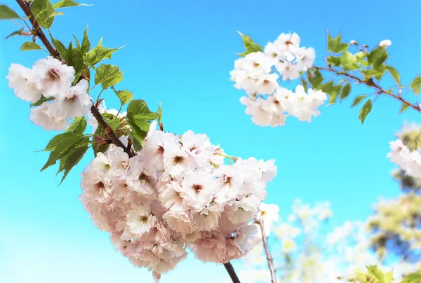 Sakura. Bahar kiraz çiçeği. Güzel beyaz çiçekler — Stok fotoğraf