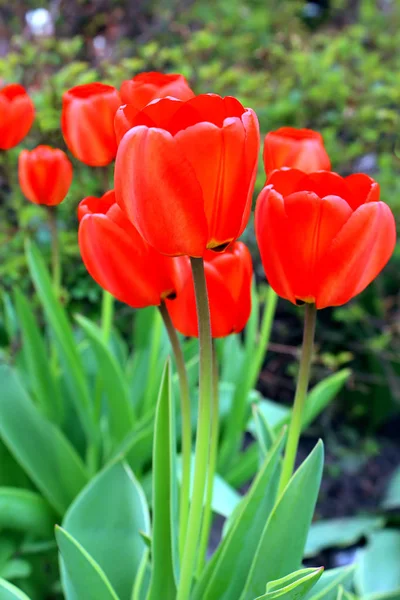 Tulipani rossi nel giardino primaverile — Foto Stock