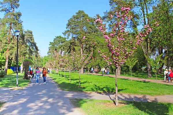 Kimliği belirsiz insanlar stilize bir Japon bahçe Kyoto sokakta sakura üzerinde yürüyor — Stok fotoğraf