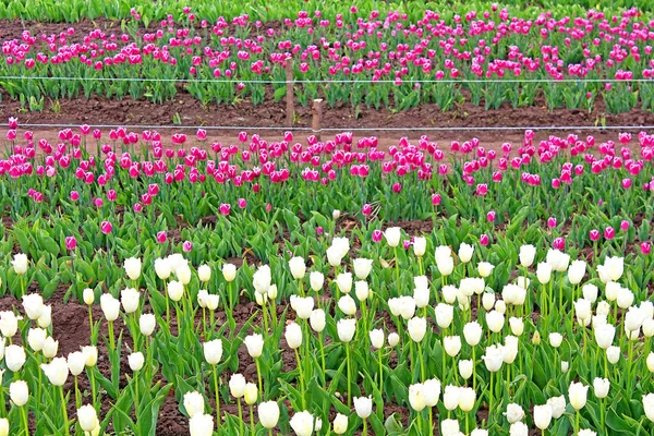 Beautiful tulips in the spring garden — Stock Photo, Image