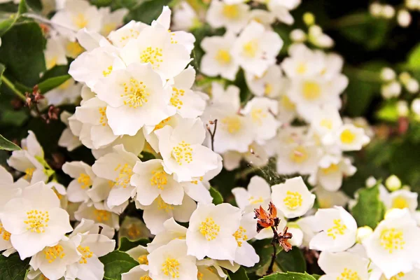 Jasmijn bloemen bloeien op bush in zonnige dag — Stockfoto
