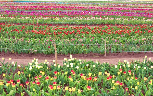 Campo de diferentes tilipas na primavera — Fotografia de Stock