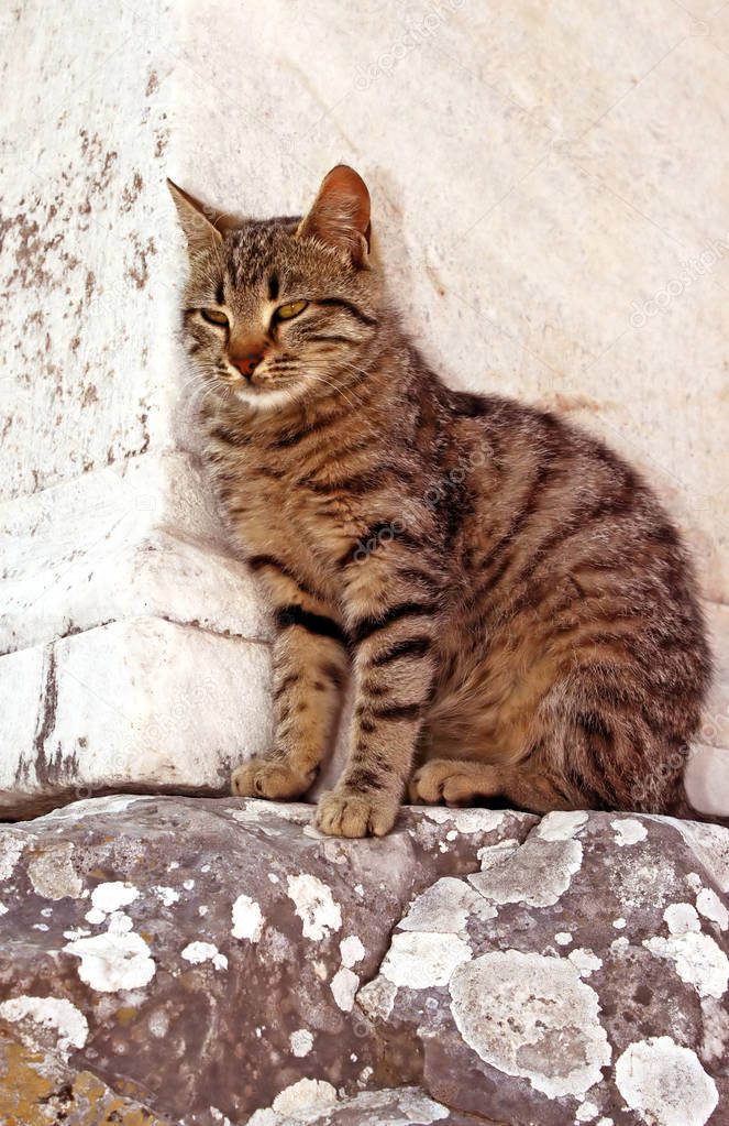 Cat on Ephesus ruins. Ancient Greek city on the coast of Ionia near Selcuk. Izmir province. Turkey. Asia Minor