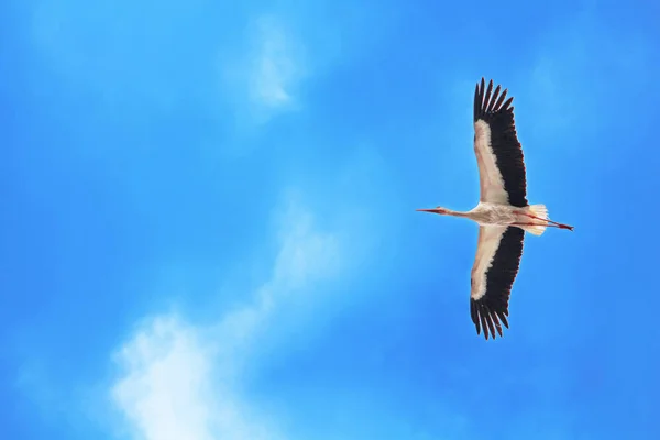 コウノトリが飛んで明るい青スライ — ストック写真