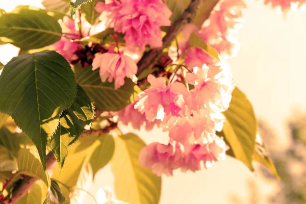 Sakura. Bahar kiraz çiçeği. Pembe çiçekler çok güzel. Yaprak üzerinde odaklanın. Filtre uygulanan — Stok fotoğraf