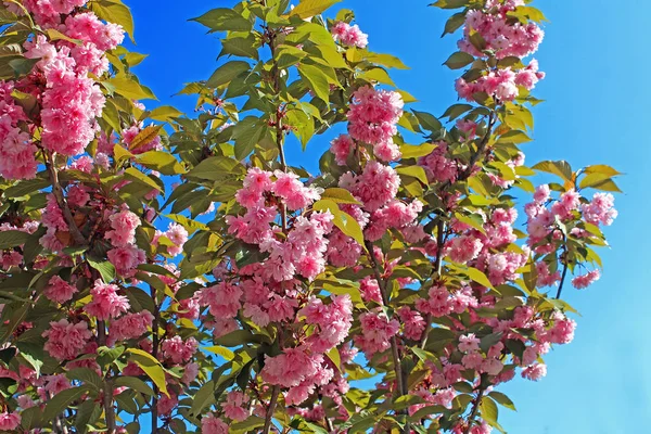 さくら。春には桜の名所。美しいピンクの花 — ストック写真