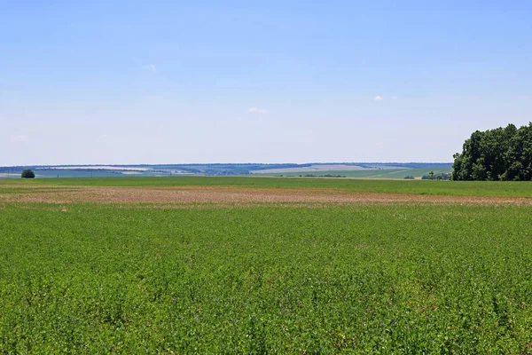 Widok pola zielonych lucerny pod błękitne niebo — Zdjęcie stockowe