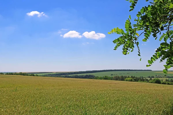 Wheat field and branch of locast in the summer — Stock Photo, Image