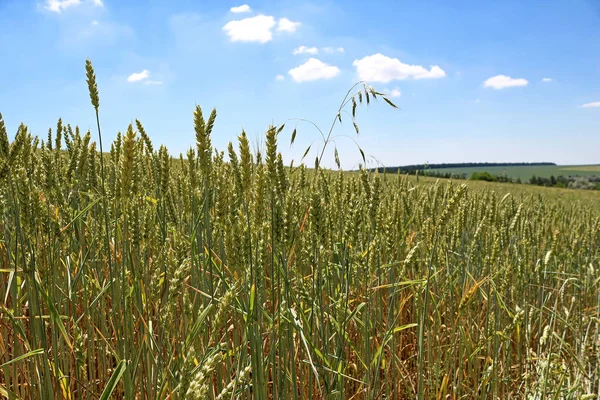 Zelené pšeničné pole v létě — Stock fotografie