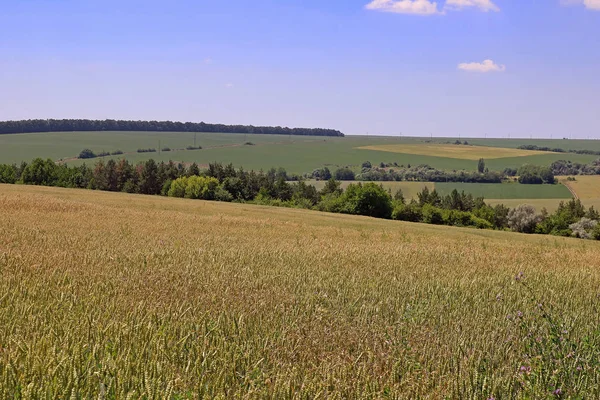 Zielone pole pszenicy w lecie — Zdjęcie stockowe