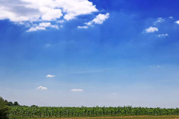 Field with corn under cloudy sky — Stock Photo, Image