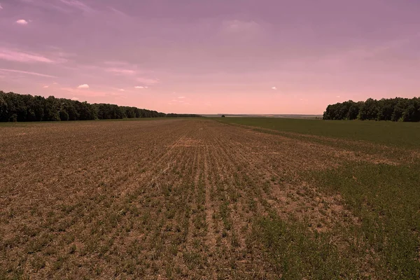 Il campo riposa in estate. Terreno incolto la sera — Foto Stock