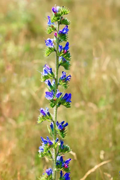 Flor azul sobre hierba seca en el verano — Foto de Stock