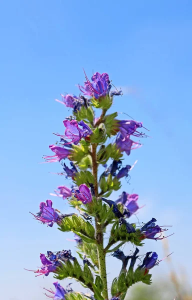 Flor azul sobre o céu azul no verão — Fotografia de Stock