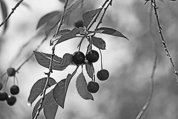 Cerejas e cerejeiras. Filtro preto e branco — Fotografia de Stock