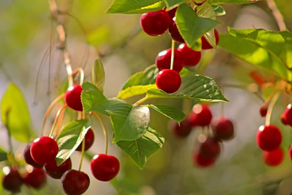 Cherries and cherry trees — Stock Photo, Image