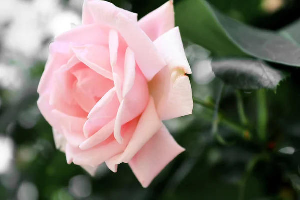 Delicate pink rose on the bush — Stock Photo, Image