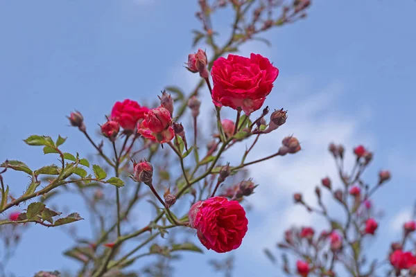 Red roses on the bush over blue sky — Stock Photo, Image