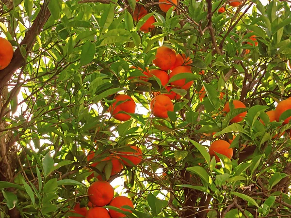 Mandarins on a branch — Stock Photo, Image