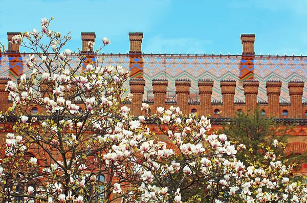 Magnolia floraison et la résidence de Bucovine et dalmate métropolitains, maintenant partie de l'Université de Tchernivtsi. Yuriy Fedkovych Chernivtsi National University. Chernovtsi, Europe — Photo